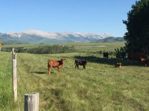 SALTS | Protect your land for future generations